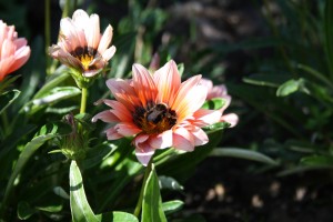 Hummel auf Blume