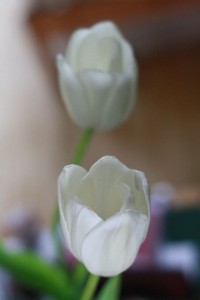 Tulpe