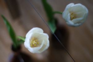 Tulpe