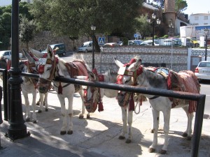 Eseltaxis in Mijas